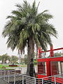Jubaea chilensis - Los Angeles County Museum of Art - LACMA.jpg