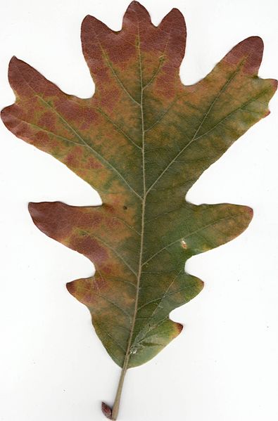 File:Autumn White Oak Leaf.jpg