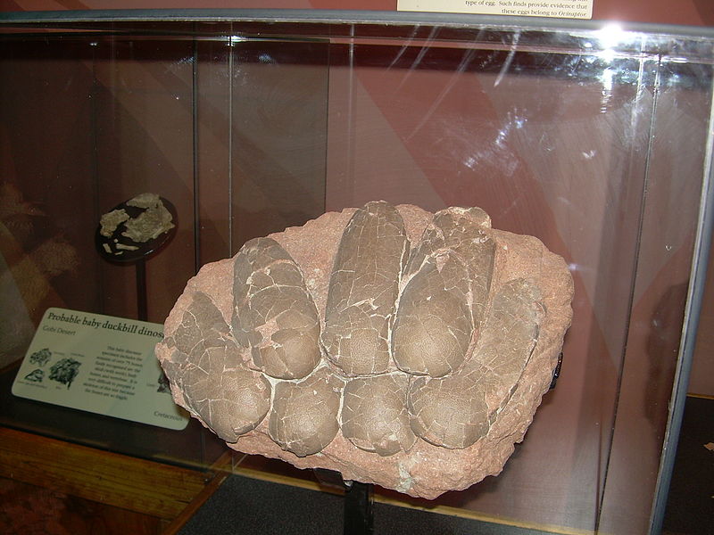 File:Oviraptor philoceratops eggs.JPG