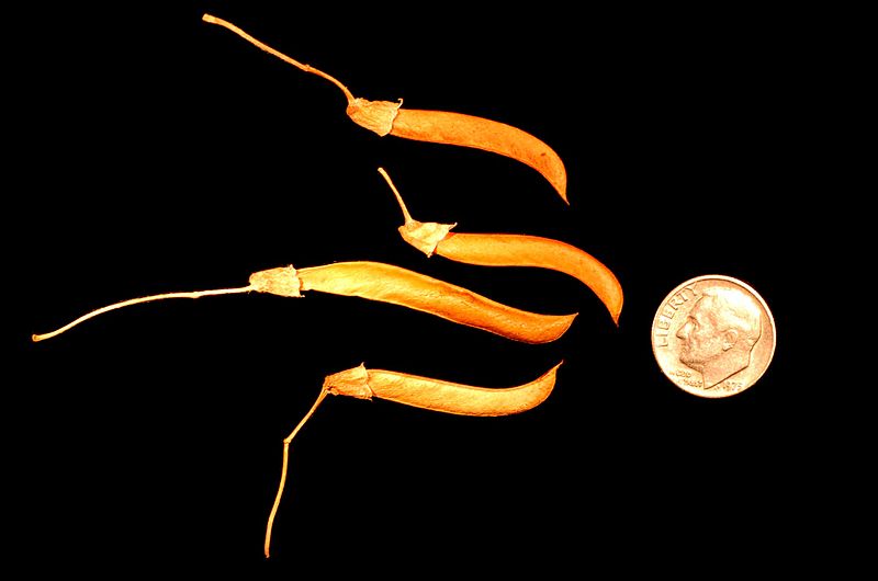 File:Caragana arborescens pods.JPG