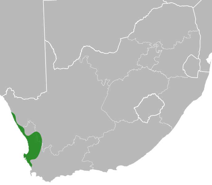 File:Lebeckia ambigua distribution.svg