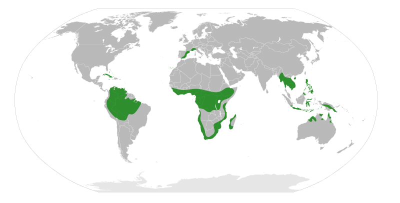 File:Cneoroideae distribution.svg