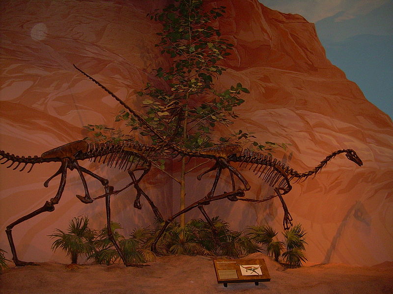 File:Struthiomimus skeletons.JPG