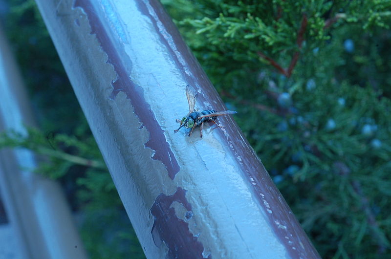 File:Unidentified Bembix species 2.JPG