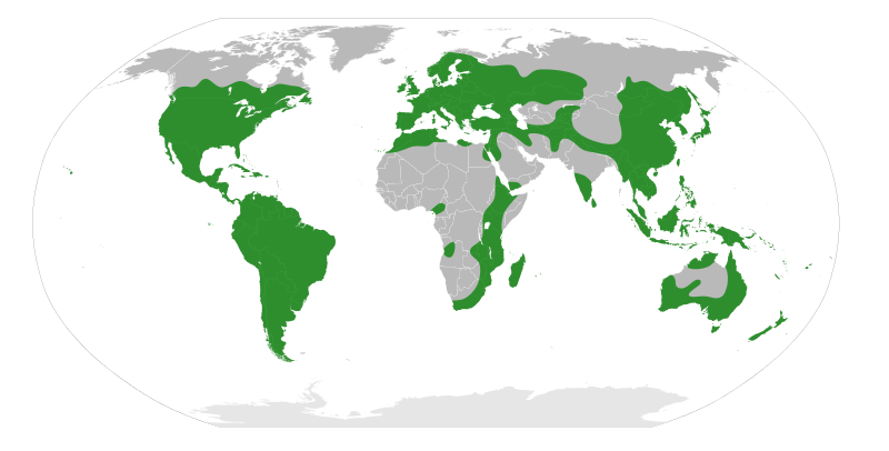 File:Rhamnaceae Distribution.svg