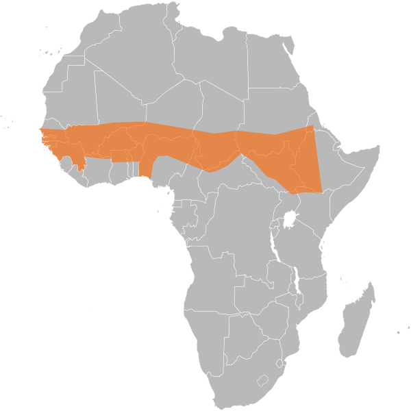 File:Meningococcal Meningitis Range.svg