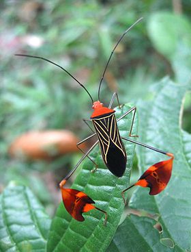 A flying insect near Santa Fé (Veraguas Province), Panamá. It did stretch-exercises with its 'winged' back legs, probably to attract females. In stead, it attracted me. :)