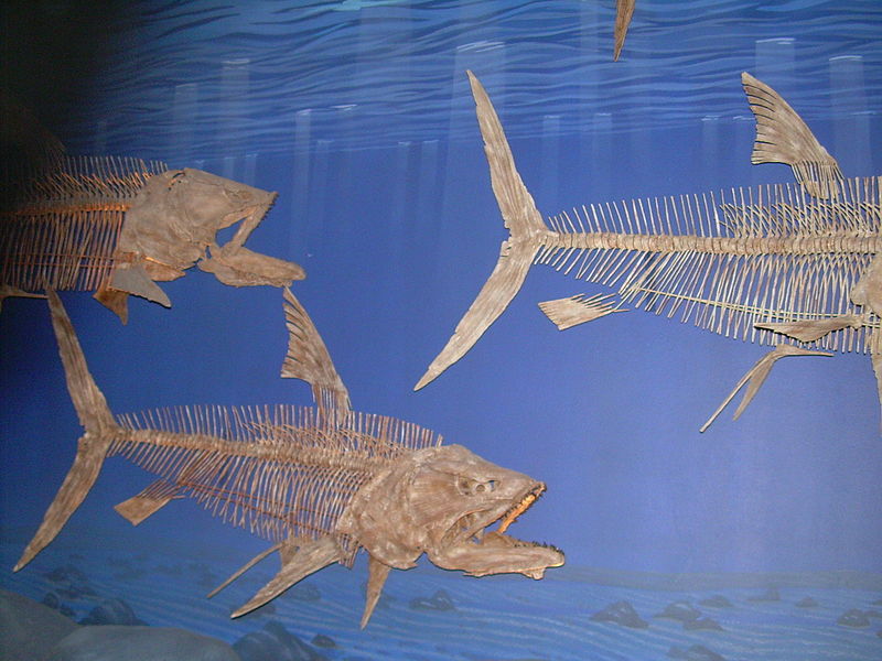 File:Pachyrhizodus caninus skeletons.JPG
