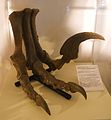 Utahraptor ostrommaysorum.JPG
