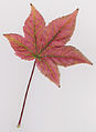 Thumbnail for version as of 05:42, 4 December 2011