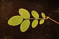 Thumbnail for version as of 04:14, 2 August 2013