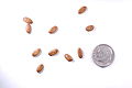 Thumbnail for version as of 05:56, 16 February 2011