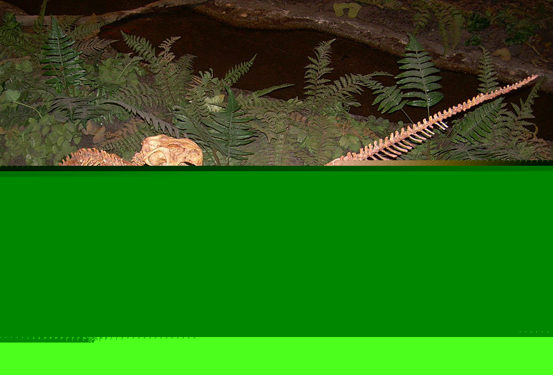 File:Psittacosaurus skeletons.JPG