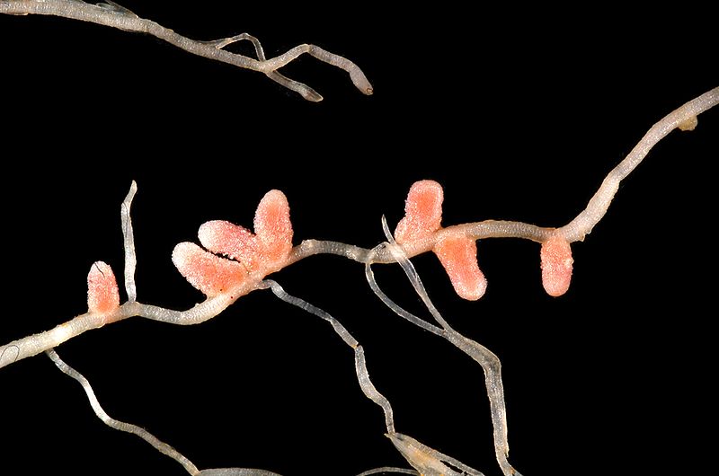 File:Medicago italica root nodules 2.JPG