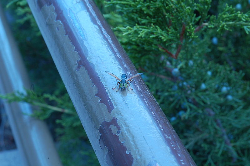File:Unidentified Bembix species 1.JPG
