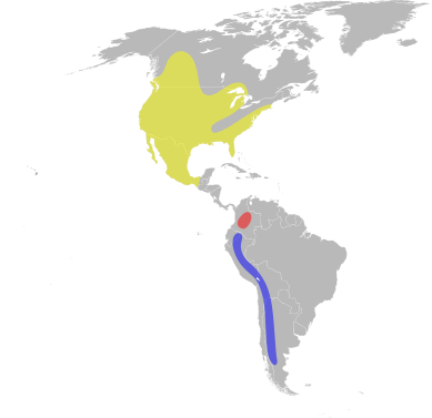 File:Oxyura jamaicensis distribution.svg