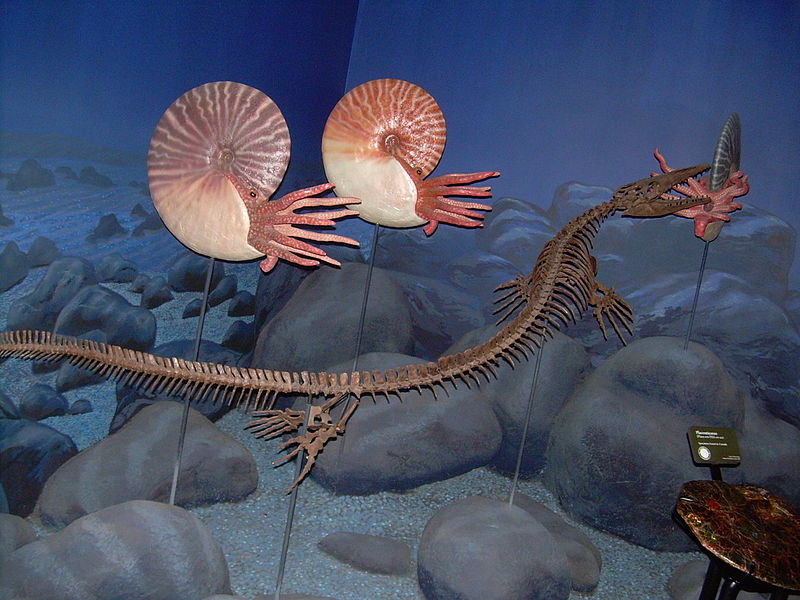 File:Clidastes propython skeleton and ammonite models.JPG