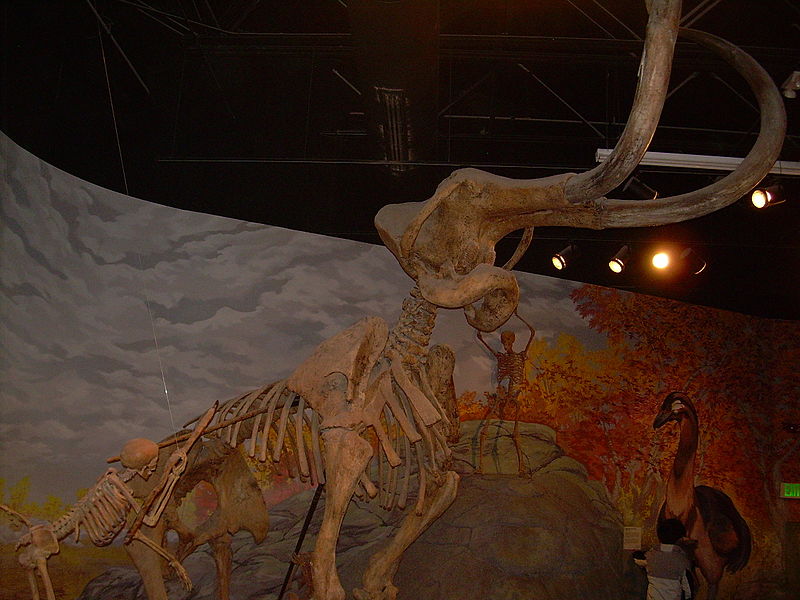 File:Mammuthus skeleton.JPG