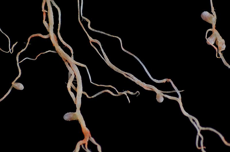 File:Medicago sativa root nodules.JPG