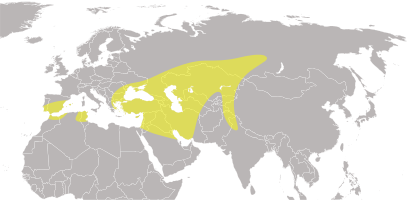 File:Oxyura leucocephala distribution.svg