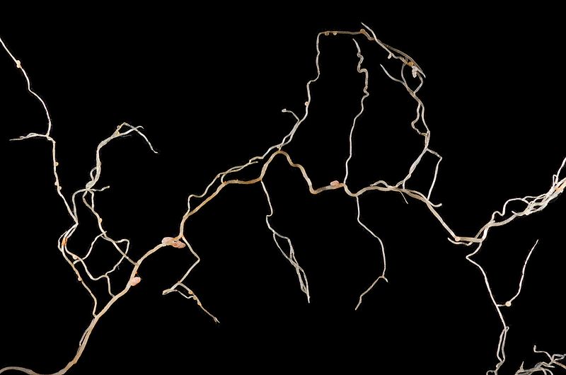 File:Medicago praecox root system.JPG