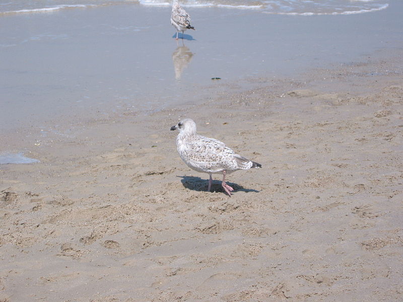 File:2002-07 Sylt - Beach, young seagull.jpg