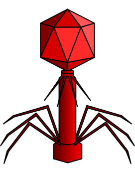 File:Myoviridae.svg