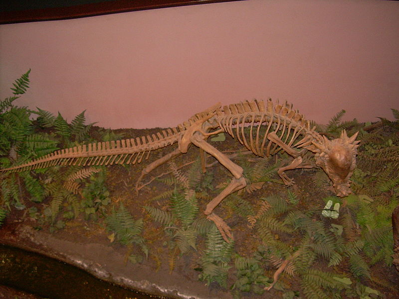 File:Pachycephalosaurus wyomingensis skeleton.JPG