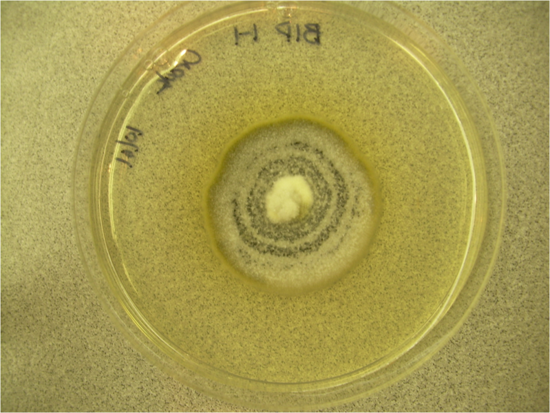 File:Diplodia plate.png