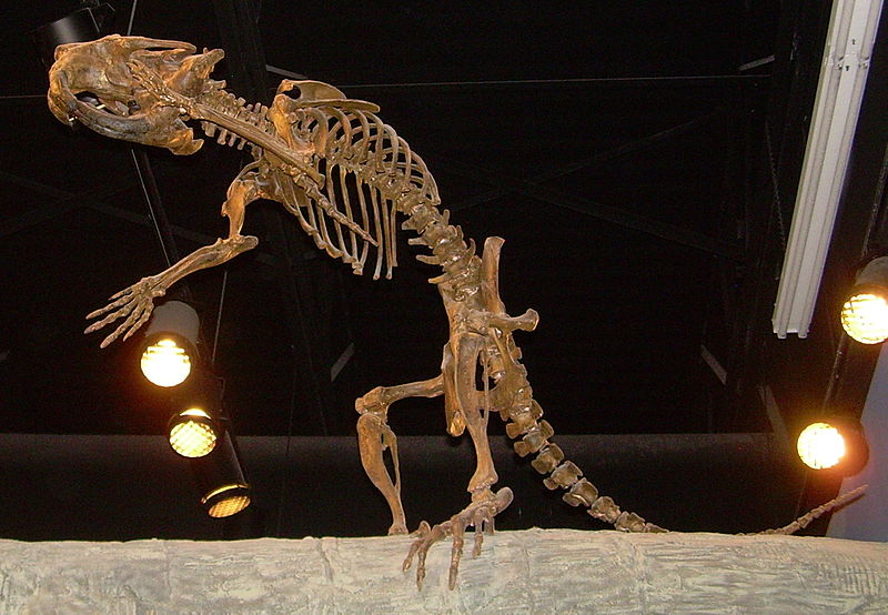 File:Castoroides skeleton.JPG