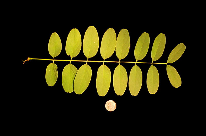 File:Robinia pseudoacacia leaf.JPG