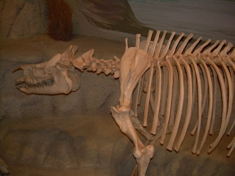 File:Trigonias skeleton2.JPG