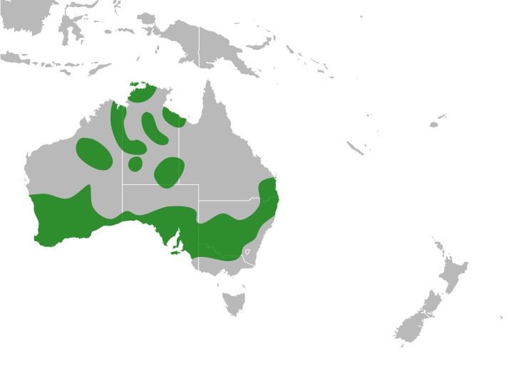 File:Templetonia Distribution Map.svg