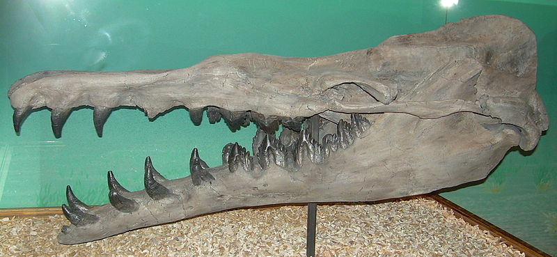 File:Basilosaurus cetoides skeleton.JPG