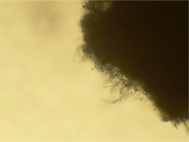 File:Verticillium conidiophores 4.5X.png