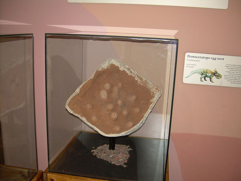 File:Protoceratops eggs.JPG