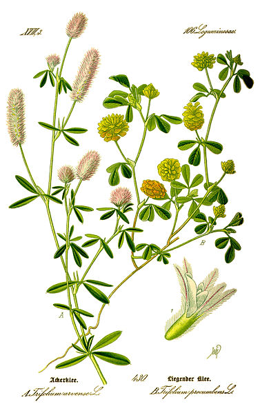 File:Illustration Trifolium campestris0 clean.jpg