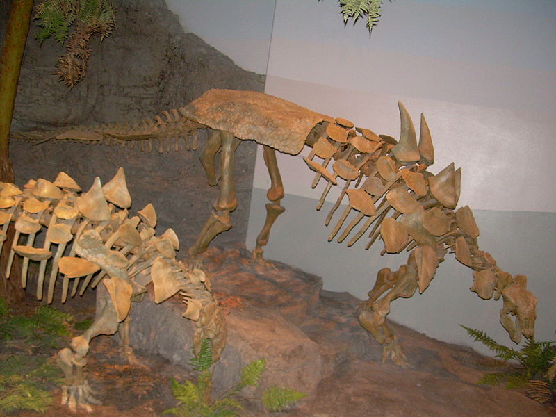 File:Gastonia burgei skeletons.JPG