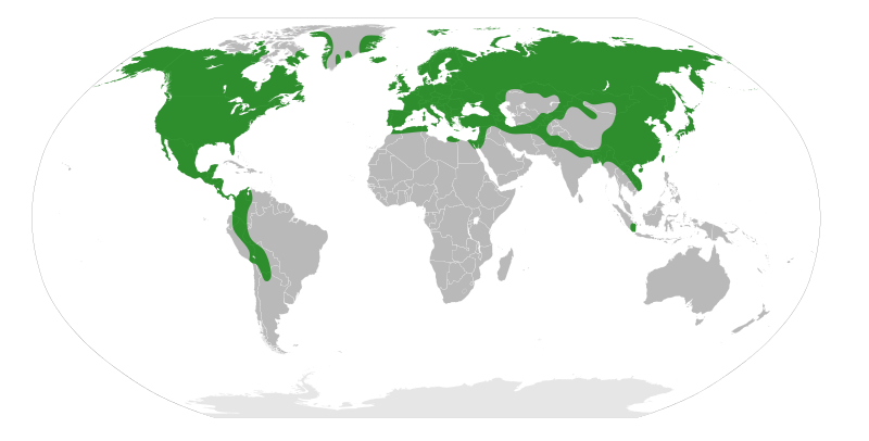 File:Betulaceae Distribution.svg