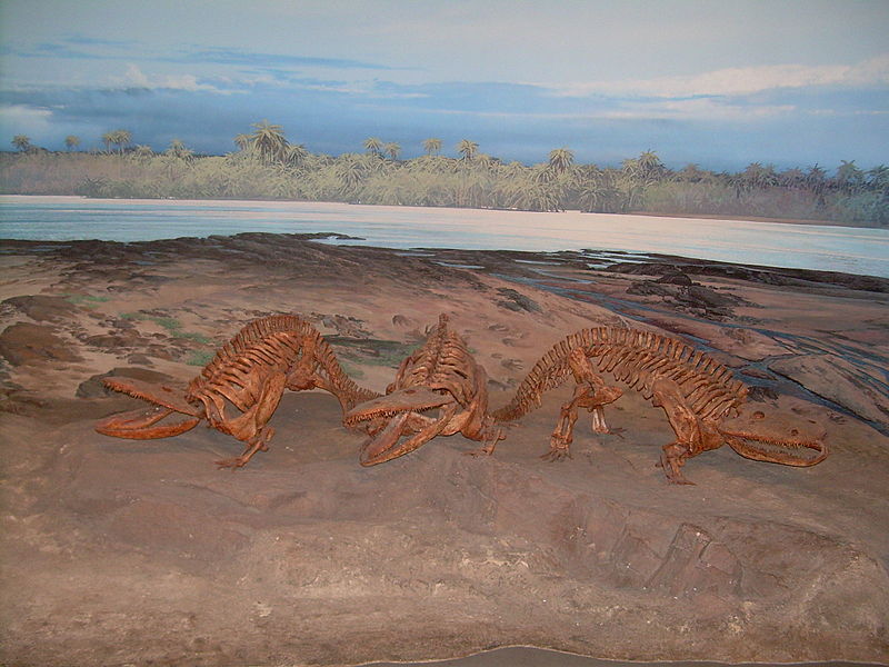 File:Eryops megacephalus skeletons.JPG