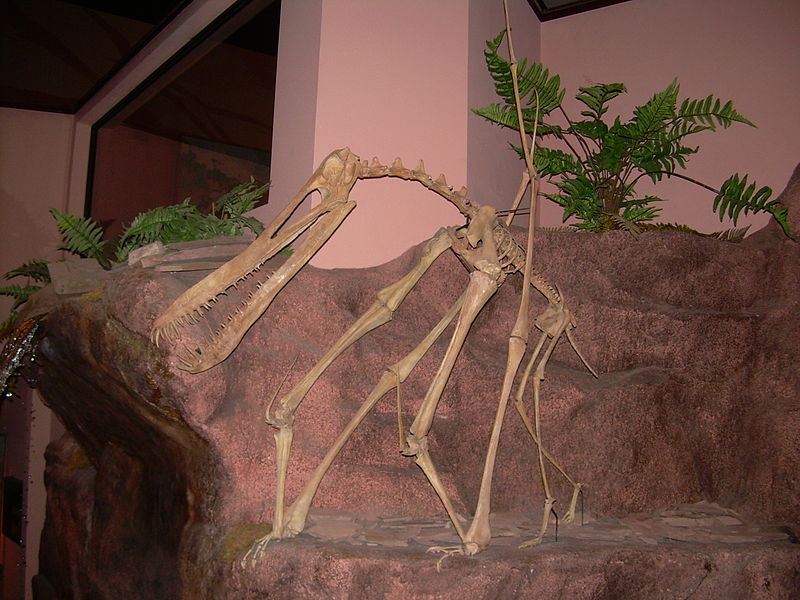 File:Anhanguera skeleton.JPG