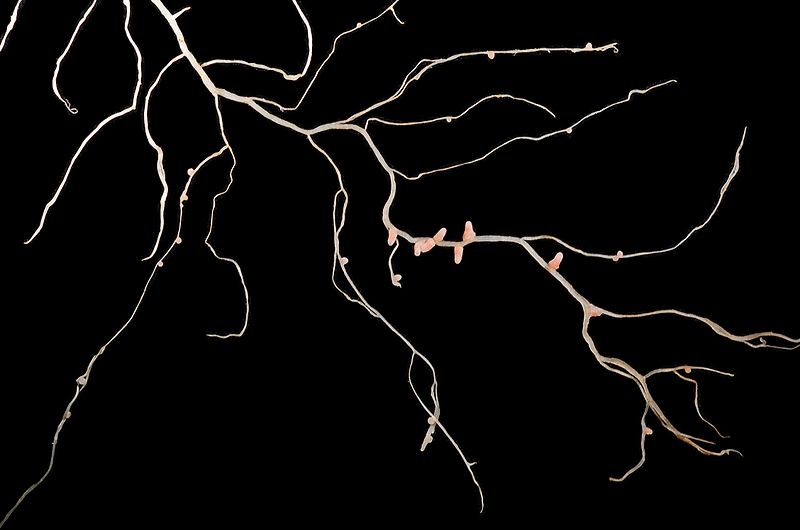 File:Medicago truncatula A17 root system.JPG
