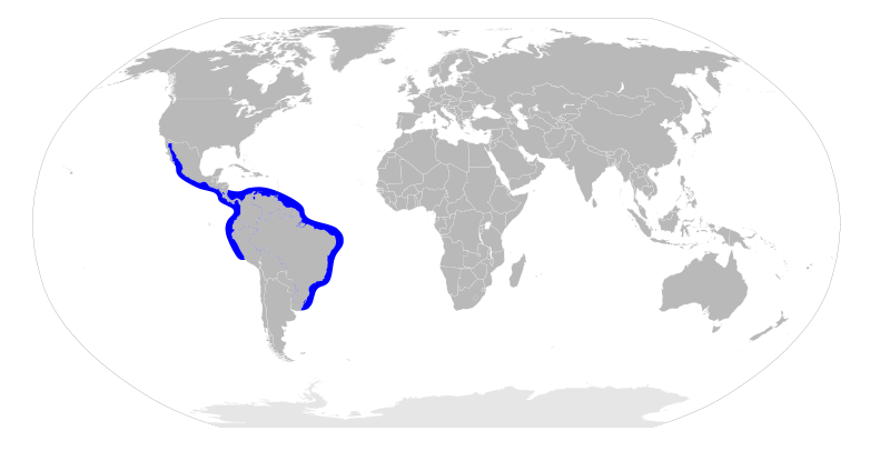 File:Sphyrna media distribution map.svg