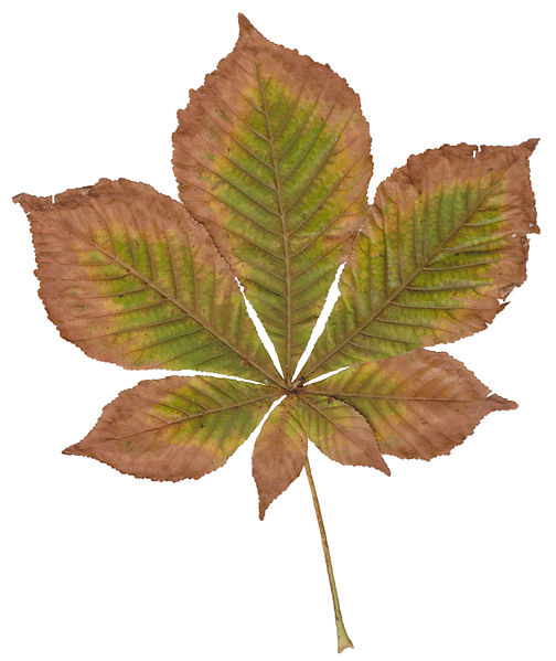 File:Autumn Horse Chestnut Leaf.jpg