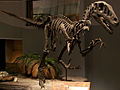 Utahraptor skeleton NAMAL.jpg