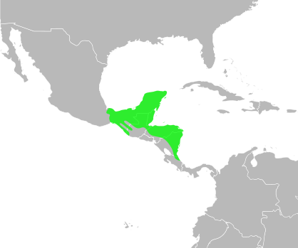 File:Bufo vacilleps distribution.svg