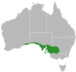 File:Aprasia inaurita distribution.svg