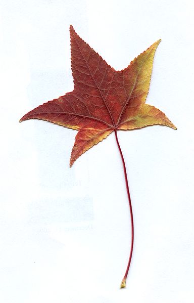 File:Autumn Shandong Maple Leaf.jpg