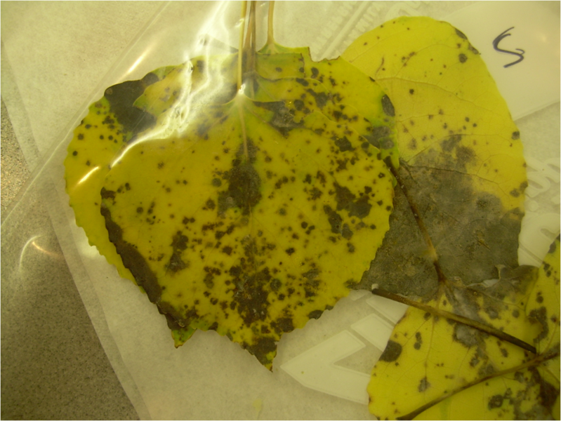 File:Alternaria Leaf Spot of Aspen.png