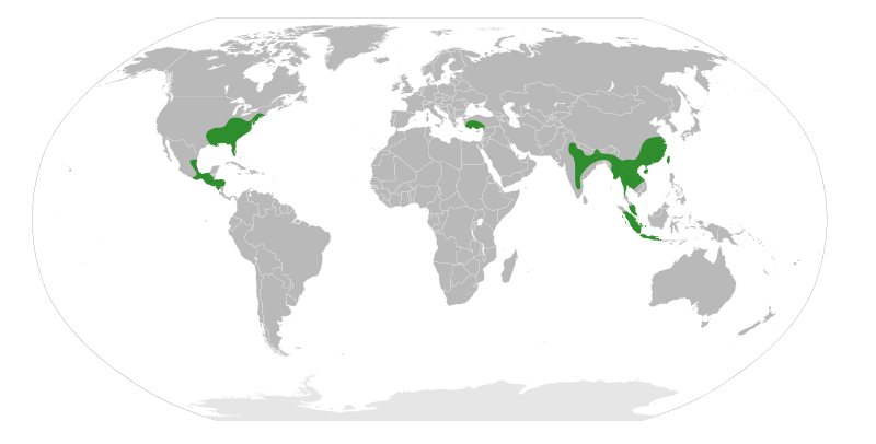 File:Altingiaceae Distribution.svg